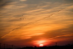 Sandhill Cranes over Colorful Rising Sun
